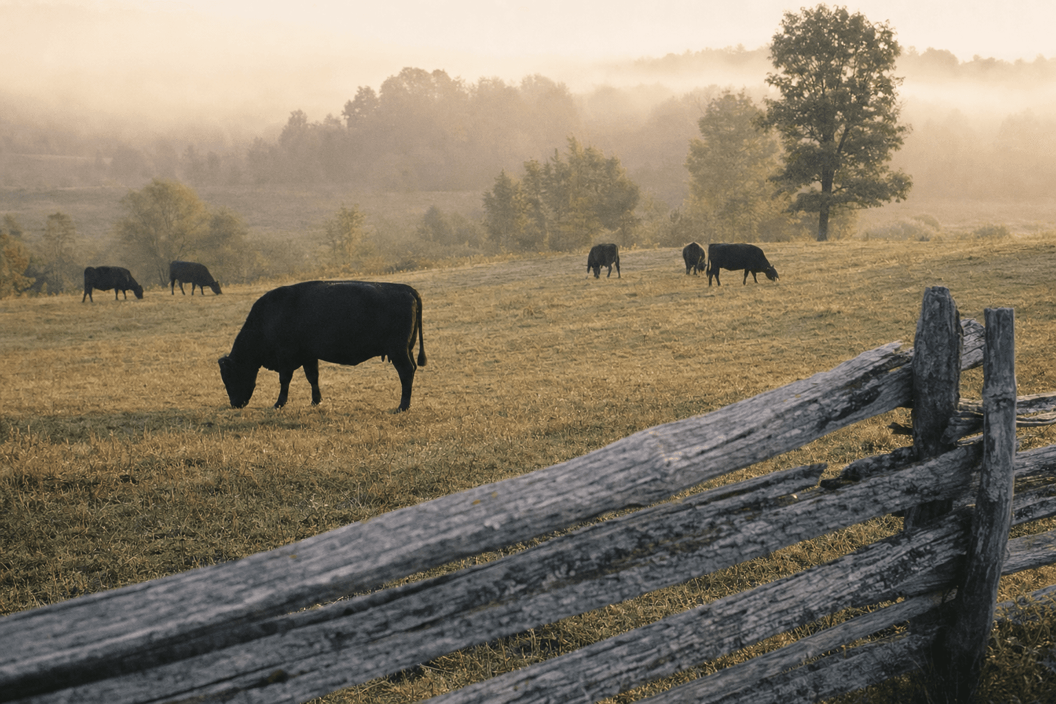 Pastoral farmland in rural Ontario at golden hour